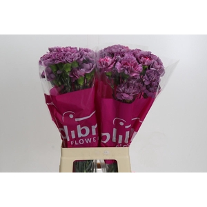 Dianthus St Hypnosis