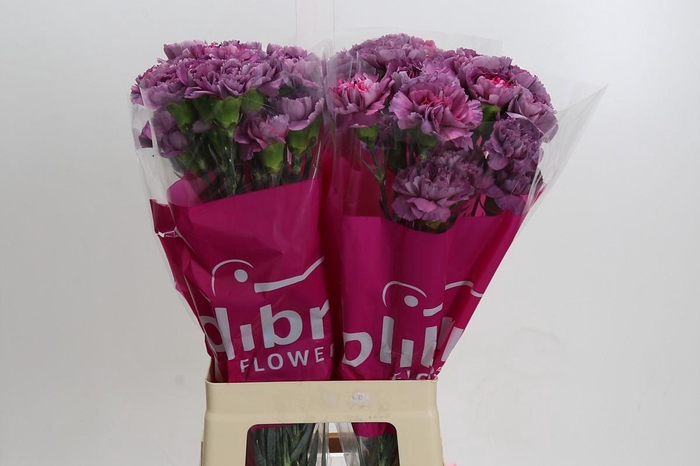 Dianthus St Hypnosis