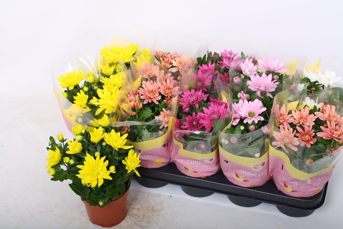 <h4>CHRYS GEM 5 KL</h4>