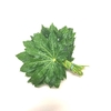 Aralia Rio Verde 30cm