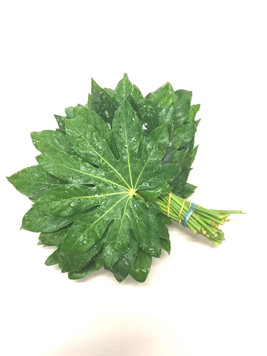 Aralia Rio Verde 30cm