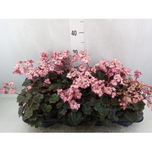 Saxifraga cor. 'Danc Pixies Tilda'