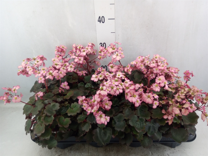 Saxifraga cor. 'Danc Pixies Tilda'