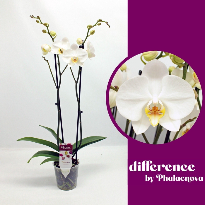 <h4>London 2-tak 60cm (GROEN)</h4>