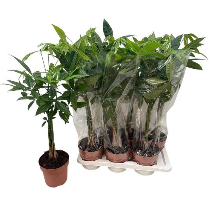 <h4>PACHIRA AQUATICA</h4>