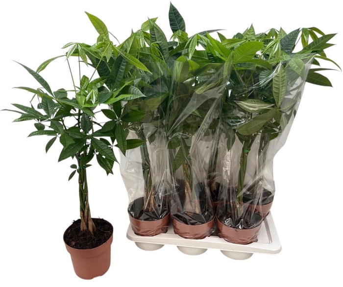 <h4>PACHIRA AQUATICA</h4>