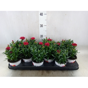 Dianthus  'Oscar Red'