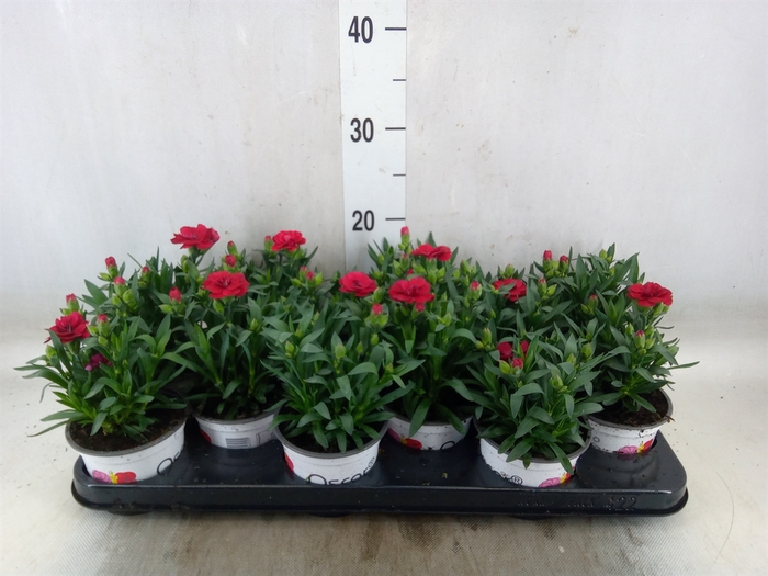 <h4>Dianthus  'Oscar Red'</h4>