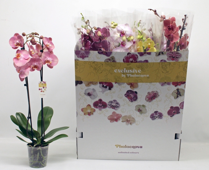 <h4>PHAL GEM 10 KL</h4>