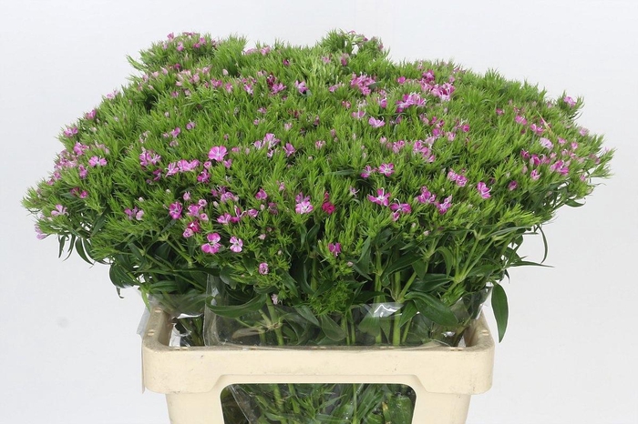 <h4>DI BARB AM ROSE</h4>