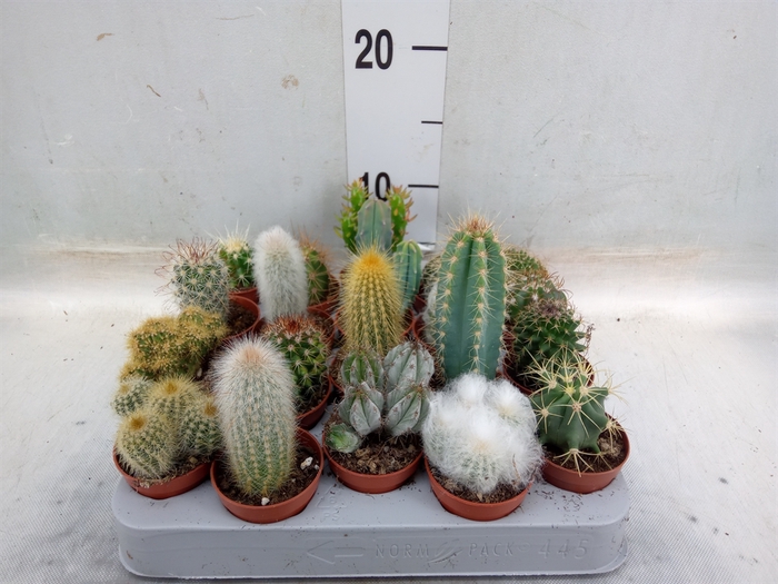 <h4>Cactus   ...mix</h4>