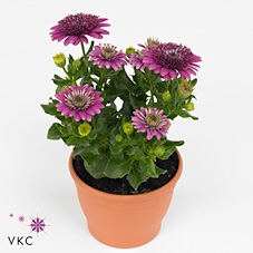 Osteospermum  'FlowPow Dbl Purple'