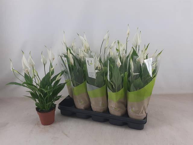 <h4>SPATH TORELLI</h4>