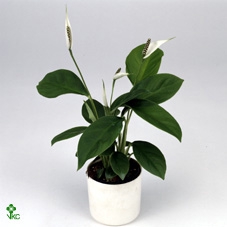 Lilium Souvenir Solo