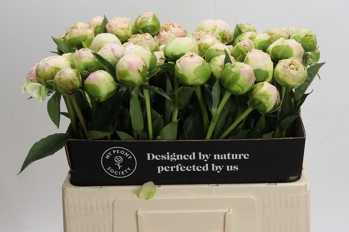 Paeonia Moon over Barrington