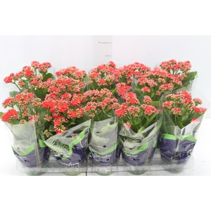 KALANCHOE DOBRADO P11 VERMELHO