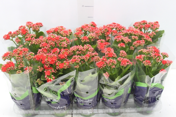 <h4>KALANCHOE DOBRADO P11 VERMELHO</h4>