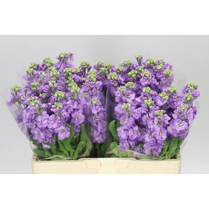 Matthiola Lavender