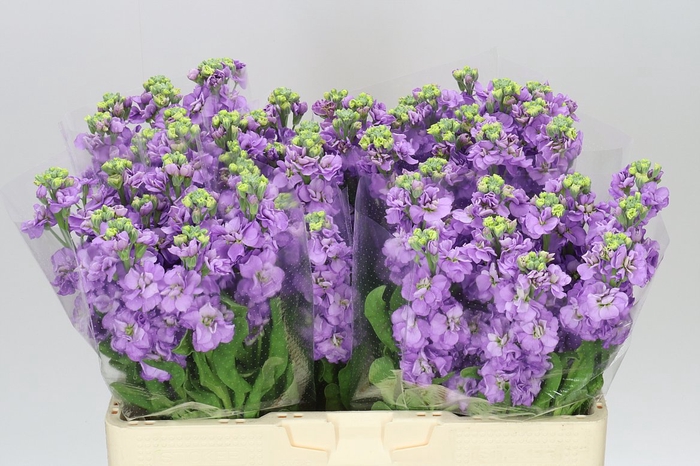 <h4>Matthiola Lavender</h4>