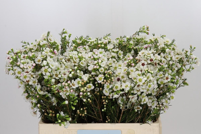<h4>Chamelaucium Janelle</h4>