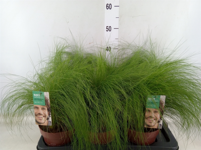 <h4>Stipa tenuifolia</h4>