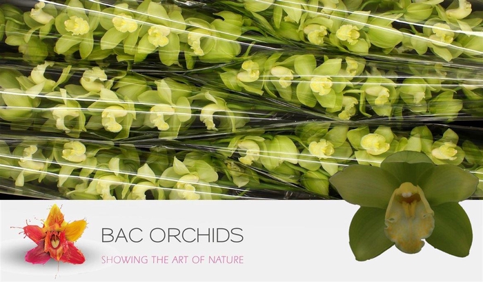 <h4>Cymb Stems Mint Ice</h4>