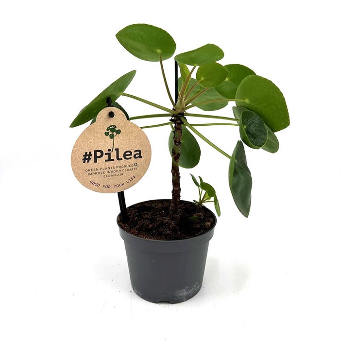 PILEA PEPEROMIOIDES