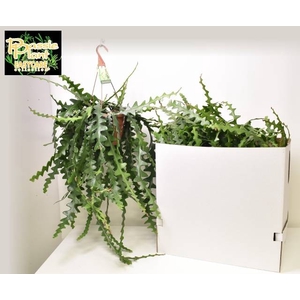 Selenicereus Anthonyanus 21Ø 60cm