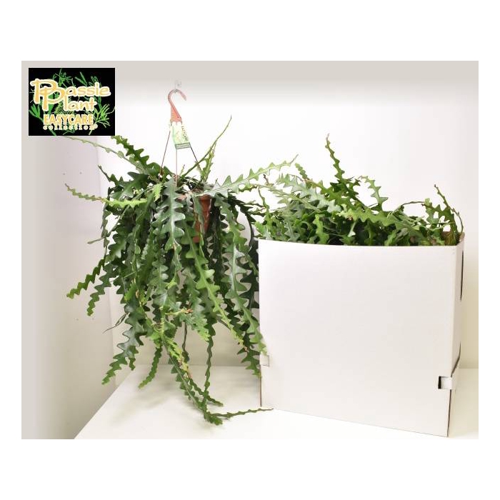 <h4>Selenicereus Anthonyanus 21Ø 60cm</h4>