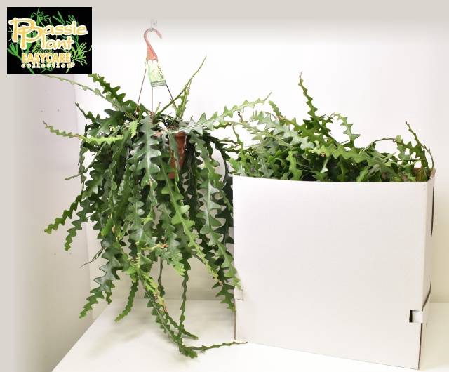 Selenicereus Anthonyanus 21Ø 60cm