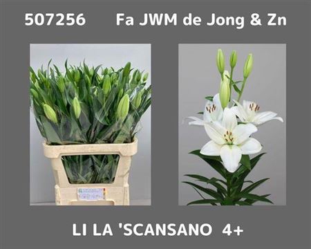 <h4>Li La Scansano</h4>