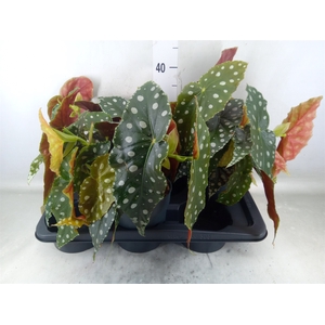 Begonia maculata