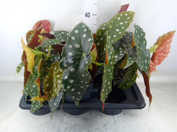 <h4>Begonia maculata</h4>