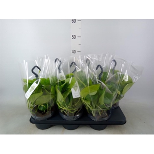 Epipremnum pinn.   HG