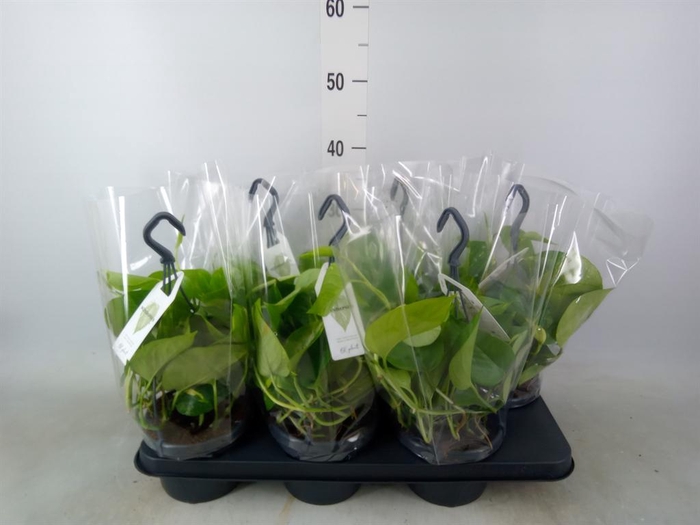 <h4>Epipremnum pinn.   HG</h4>