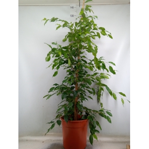 Ficus benja. 'Exotica'