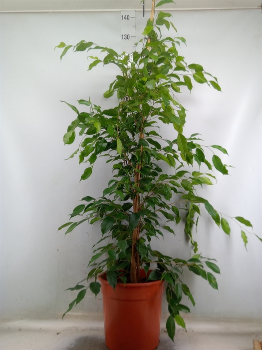 <h4>Ficus benja. 'Exotica'</h4>