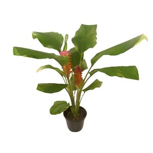 CURCUMA RED TORCH P17