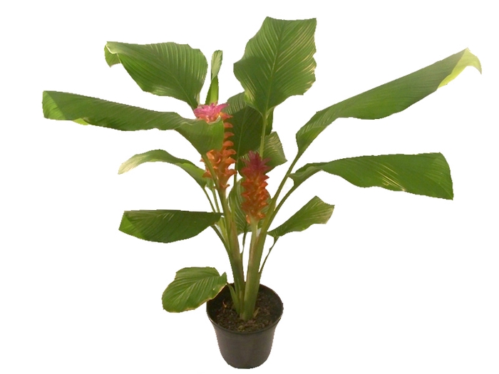 <h4>CURCUMA RED TORCH P17</h4>