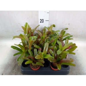 Nidularium  'Fire Ball'
