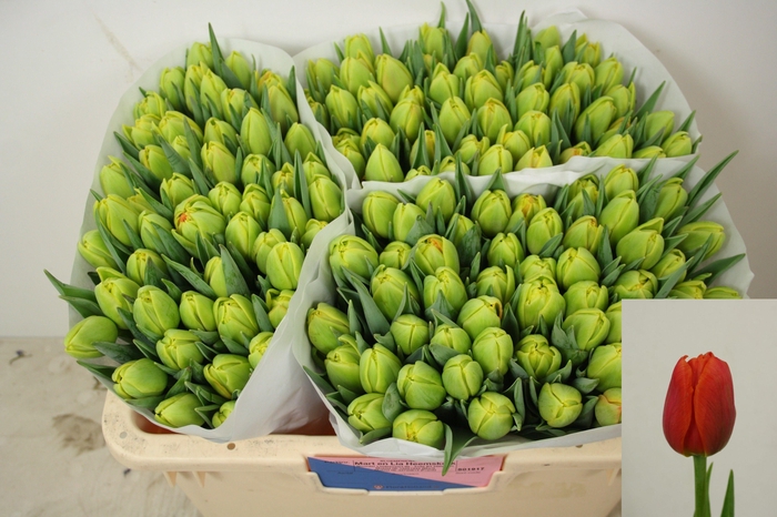 <h4>TU DU ICOON</h4>