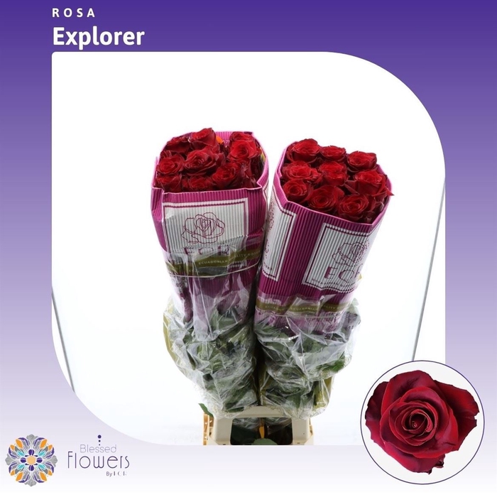 <h4>Rosa gr Explorer</h4>
