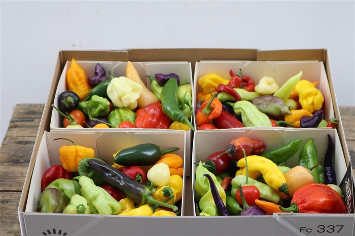<h4>Sier Cucumis Aubergine Capsicum Mix X4</h4>