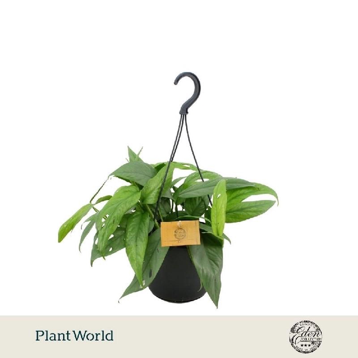 <h4>Epipremnum pinnatum 'Cebu Blue' hangpot</h4>