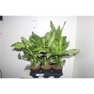 Aglaonema Kl Gemengd