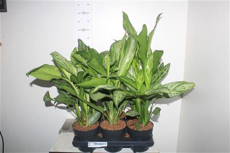 <h4>Aglaonema Kl Gemengd</h4>