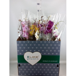 Phalaenopsis   ...mix