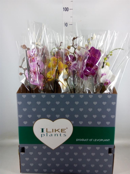 <h4>Phalaenopsis ...mix</h4>