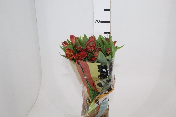 <h4>ALSTROEMERIA CINNAMON 070 CM</h4>