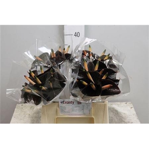 Anth Black Love 40 L35